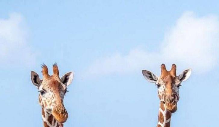 Kenya Safari
