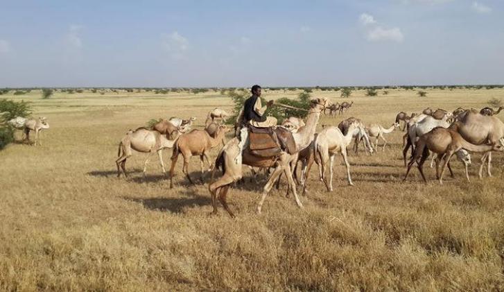 Camel Tour